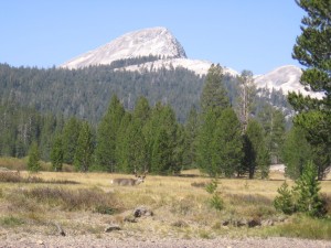 Deer at Toulumne Meadows